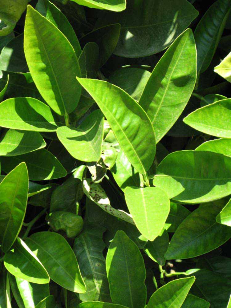              Sun leaves (Riverside, CA)       